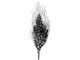Egyptian Wheat